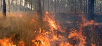 A wildfire burns among pine trees.